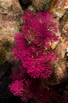 Octocorals