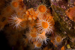 Zoantharia