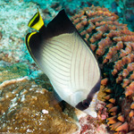 Butterflyfishes