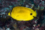 Butterflyfishes