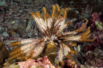 Echinodermata