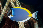Acanthurus