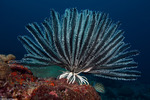 Feather Stars