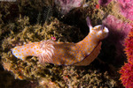 Nudibranchia