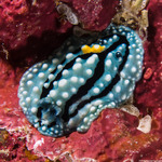 Nudibranchs