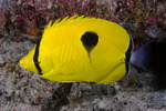 Butterflyfishes