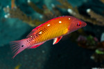 Bodianus