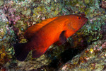 Groupers
