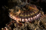 Blennies
