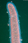 Physocephalatidira