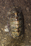 Chitons