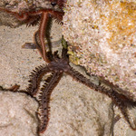 Brittle Stars