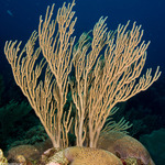 Octocorals