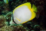 Butterflyfishes
