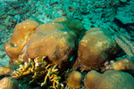 Stony Corals