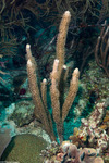 Octocorals