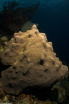 Stony Corals