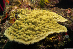 Poritidae