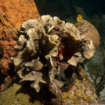 Stony Corals