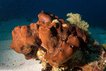 Porifera