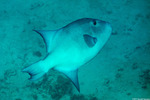Triggerfishes
