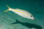 Goatfishes