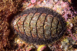 Chitons