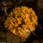 Bryozoa
