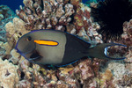 Surgeonfishes and Tangs