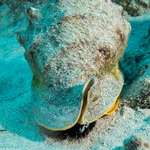 Cassis cornuta (Horned Helmet)