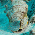 Cassis cornuta (Horned Helmet)