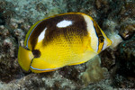 Chaetodon