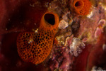 Tunicates