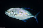 Carangoides