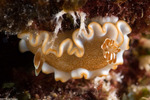Glossodoris