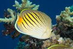 Chaetodon