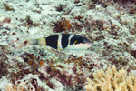 Thalassoma