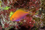 Anthias
