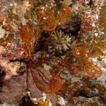 Feather Stars