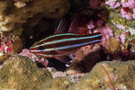 Cardinalfishes