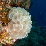 Corals