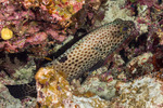 Epinephelus