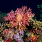 Octocorals