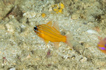 Cardinalfishes