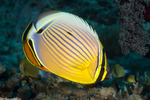Butterflyfishes