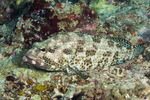 Epinephelus