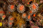 Corals