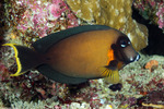 Surgeonfishes and Tangs