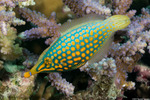 Filefishes