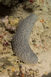 Echinodermata